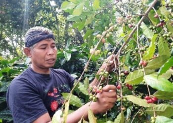 Dari Perkebunan Legendaris ke Inovasi Kopi Tarik, Sriyanto Angkat Citra Kopi Kenthir dari Jambu Semarang