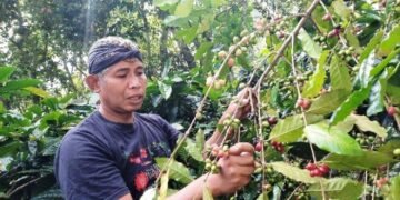 Dari Perkebunan Legendaris ke Inovasi Kopi Tarik, Sriyanto Angkat Citra Kopi Kenthir dari Jambu Semarang
