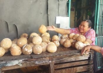 Ekspor Meningkat, Harga Kelapa Meroket di Pasaran Domestik