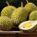 Festival Durian BEDAS 2025 Siap Digelar: Pecinta Durian Wajib Merapat!