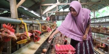 Ibu Rumah Tangga Bojonegoro Raup Untung dari Usaha Ternak Ayam Petelur di Rumah