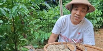 Kopi Liberika Tumpang Sari Jadi Solusi Peningkatan Pendapatan Petani Karet OKU