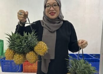 NanasQu: Dari Desa ke Pasar Dunia, Sukses Ekspor dengan Libatkan 900 Petani Lokal